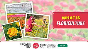 Floriculture In India The Un Noticed