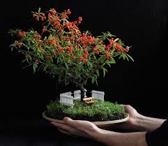 Top 10 Bonsai Fruit Trees Bonsai Empire