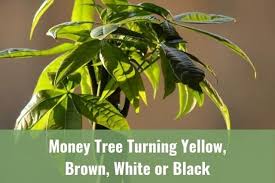 A wide variety of money tree painting options are available to you, such as subjects, style, and printing. Money Tree Turning Yellow Brown White Or Black Ready To Diy