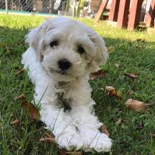 Visit us now to find the right cockapoo for you. All Star Breeders Of Cockapoos Home Facebook