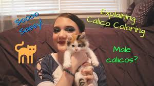 Supposing you don't, i've written it as simply as possible. All About Calico Cats Male Calicos Sassy Calicos And More Cat Colors Episode 1 Youtube