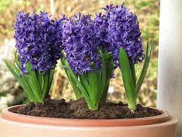dutch hyacinth hyacinthus orientalis