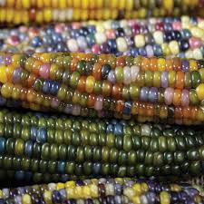 glass gem organic ornamental corn corn