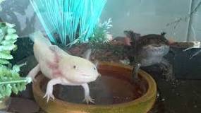 Image result for How Much Does Axolotl Cost In South Africa
