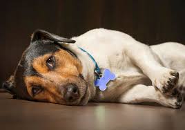canine parvovirus parvo in dogs