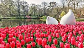 where-is-the-tulip-field-in-amsterdam