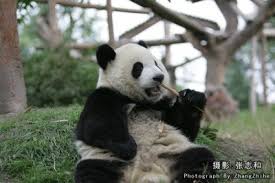 giant panda genome reveals why it eats