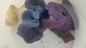 blue and purple carpet anemone sri