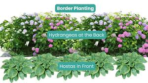 plant hydrangeas and hostas together