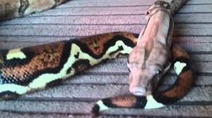 Bci Boa Constrictor Growing Fast