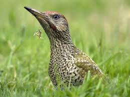 Check spelling or type a new query. The Green Woodpecker Yaffle Laughing Bird Saga