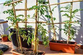 Vertical Vegetable Garden How To Grow