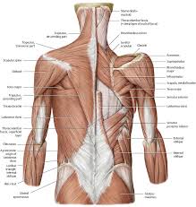 We'll start with the two largest muscles of the back musculature. Muscles Atlas Of Anatomy