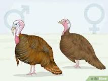 do-female-turkeys-puff-up