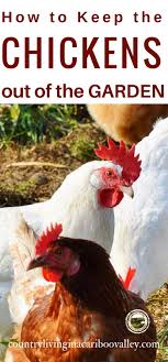 The easiest way to prevent chickens from attacking a specific plant is to built a fence around it. How We Keep Chickens Out Of Our Gardens They Free Range All Over Just Within Limits Chickens G Free Range Chickens Chickens Backyard Urban Chicken Farming