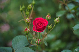 red rose with buds background high