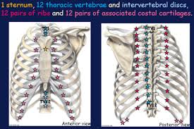 One facet articulates with the numerically corresponding vertebrae, and the other articulates with the vertebrae above. 3 1 01 Thorax Thoracic Cage Wall Boundaries Breast And Surface Anatomy Flashcards Quizlet