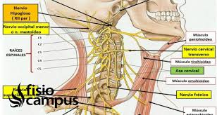 La espina dorsal cervical está constituida por cuerpos vertebrales que protegen la médula espinal. Cervical Plexo Que Es Ubicacion Donde Se Origina Y Termina Ramificaciones Inervacion Y Lesiones