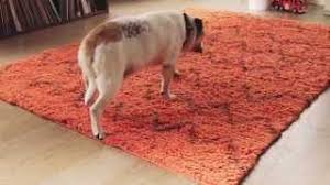 the flokati rug love is a rug