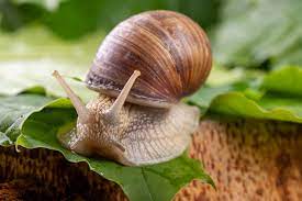 can certain snails really sleep for 3