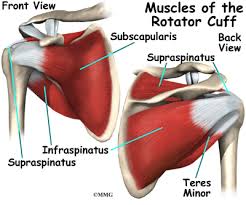 Shoulder muscles folding over chest muscles. Shoulder Anatomy Eorthopod Com