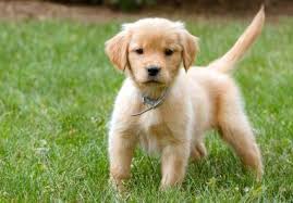 Male dog names based on fancy or powerful vehicles. 200 Great Dog Names Lovetoknow