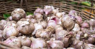 garlic as pest control in the garden
