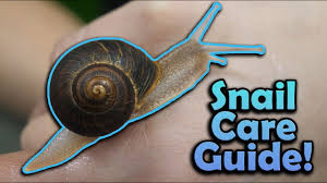 how to care for pet snails you