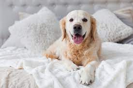 remove dog hair from blankets