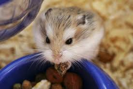 What Do Hamsters Eat A Complete Guide