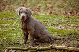 Maybe you would like to learn more about one of these? Silver Lab What To Know About This Stunning Retriever Perfect Dog Breeds