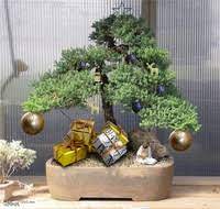 5 reasons a bonsai tree is the perfect