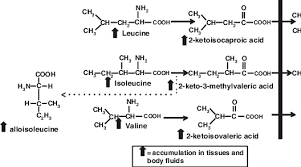 Metabolic Pathway Of Branched Chain Amino Acids Degradation