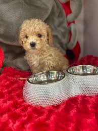 soho teacup poodle love my puppy