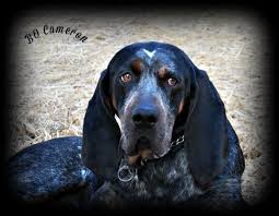 It's free to post an ad. Blue Tick Hound Puppy Petfinder