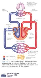 Le arterie e le vene sono fatti di tessuto alquanto diversa, ciascuna eseguire determinate funzioni in modo specializzato. Https Www Dbcf Unisi It Sites St13 Files Allegati 20 01 2016 Sistema Cardiocircolatorio Pdf