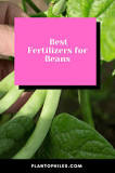 What is the best fertilizer for beans?