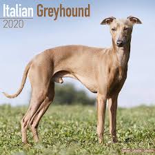 Italian greyhounds are fickle dogs in many ways such as diet, exercise, and other care, but they do have some easy aspects like grooming. Italian Greyhound Calendar 2020 Amazon De Avonside Publishing Ltd Bucher
