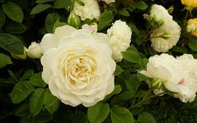 They have beautiful white, fragrant blooms that will put a smile on anyone's face. The 14 Best Pure And Beautiful White Rose Varieties