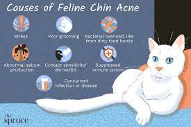 chin acne in cats