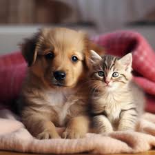 cute puppy and kitten sitting together