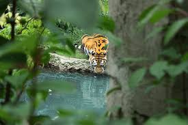 hd wallpaper tiger drink water drinks