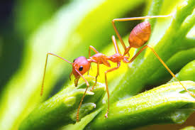 how to conquer those pesky garden ants