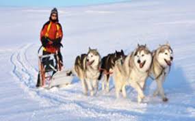Ces chiens sont choisis pour leur endurance, leur force et leur vitesse. Station Chastreix Vacances Au Ski A Chastreix Planeteski