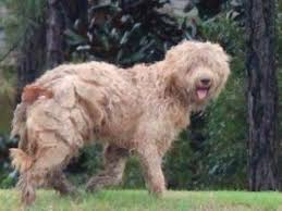 Because goldendoodles' coats grow long like human hair rather than shedding like many other dog breeds, the look of your goldendoodle can be drastically altered by a haircut. Can Poodles Live Their Lives Without Being Groomed By Humans Quora