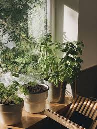 Herb Garden In Your Kitchen Windowsill