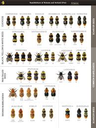 Pin By Ideotek On Permaculture Bee Identification Bee