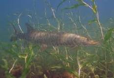 Are there Muskie in the Ottawa River?