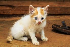 Use three percent hydrogen peroxide mixed with an equal amount of water to clean the chin and other affected areas. Stud Tail In Cats Symptoms Causes Diagnosis Treatment Recovery Management Cost