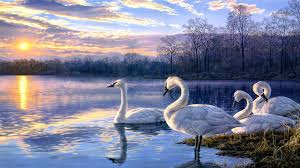 wallpaper art painting swan lake sunset